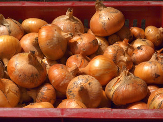 Onions in cellar