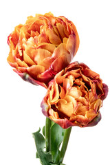 Pair of red-orange full parrot tulips isolated on a white background