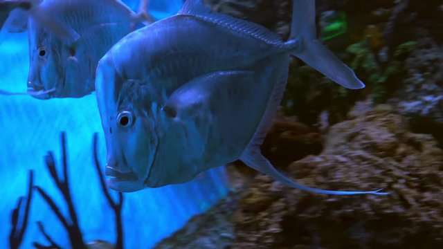selena vomer fish in  aquarium close up