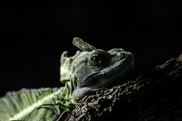 Iguana2