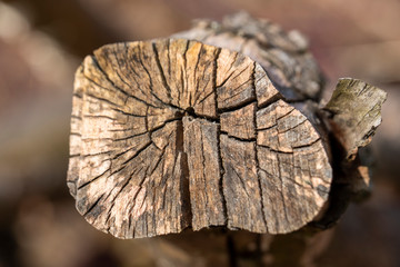 Holz mit Spalten