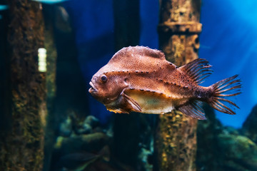 Lumpfish cyclopterus lumpus fish swim under blue water