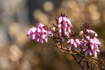 Erika, Schneeheide - Erica carnea