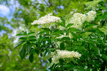 Many delicate white flowers and green blurred leaves of Sambucus tree, known as elder or elderberry...