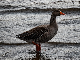 A goose in the water