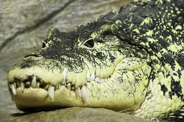 Detailed portrait of lying crocodile in zoo.Head close up.