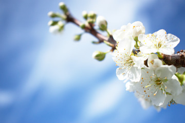 Background Branch with White Blossoms and a Blue Sky