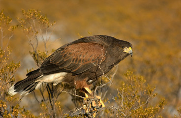 Falcon in the Desert