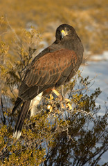 Falcon hunts in the Desert