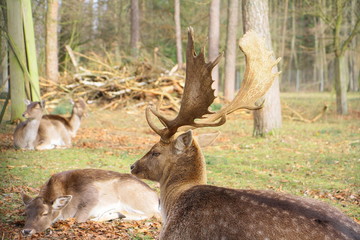 wildpark höllohe