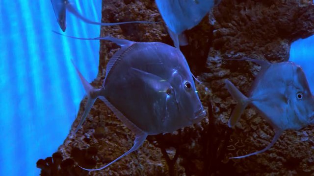 selena vomer fish in  aquarium close up