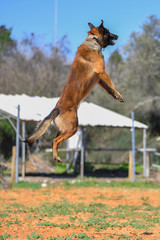 Belgian Malinois runs / jumps on a sand court in a horse farm