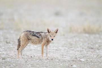 Jackal, black backed jackal in the wilderness of Africa 