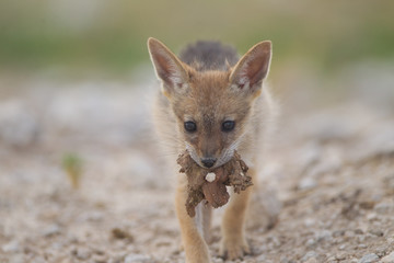 Jackal pup, jackal puppy in the wilderness of Africa, black backed jackal