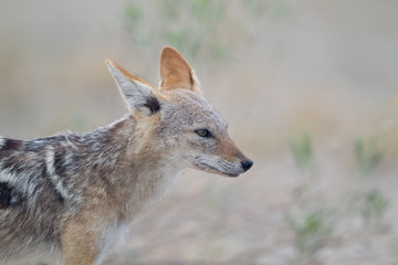 Jackal pup, jackal puppy in the wilderness of Africa, black backed jackal