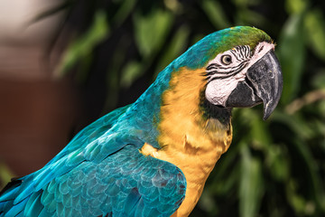 A large green parrot in a tropical forest