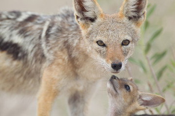 Jackal pup, jackal puppy in the wilderness of Africa, black backed jackal
