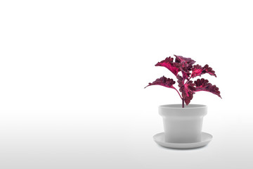 Houseplant coleus in flowerpot isolated on white background
