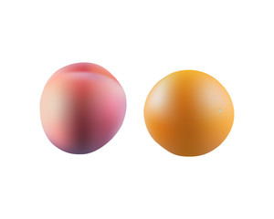 Fresh apricot and orange vector design illustration isolated on white background