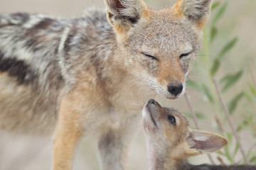 Fototapeta premium Jackal pup, jackal puppy in the wilderness of Africa, black backed jackal