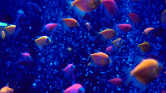 Flock of Ternet Glofish fish in aquatic environment