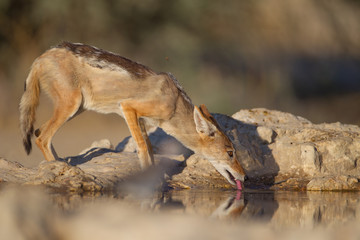 Jackal, black backed jackal in the wilderness of Africa 