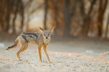 Jackal, black backed jackal in the wilderness of Africa 