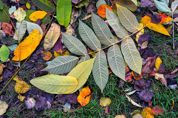Colorful autumn leaves on the ground