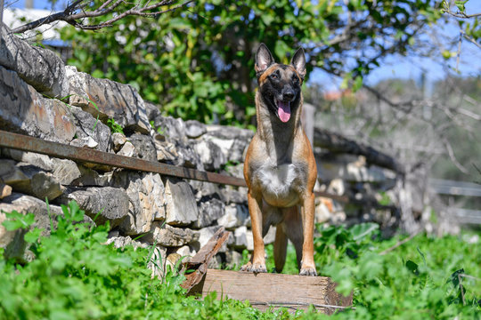 A very intelligential Belgian Malinois dog