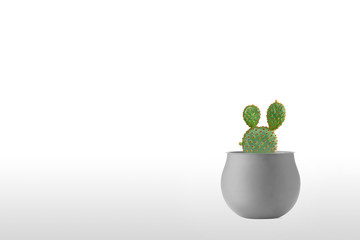Beautiful cactus isolated on white background.  On the wood table colorful ceramic pot.