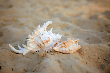 Fototapeta na wymiar two large seashells, sunscreen in an orange tube and a straw hat lie on a white sandy beach