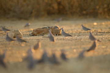 Jackal, black backed jackal in the wilderness of Africa 