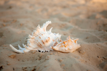 Fototapeta na wymiar two large seashells, sunscreen in an orange tube and a straw hat lie on a white sandy beach
