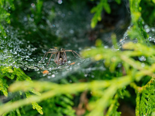 scary spider waiting for its victim
