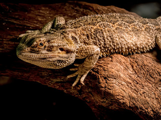 Big lizard looking to you