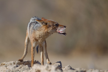 Jackal, black backed jackal in the wilderness of Africa 