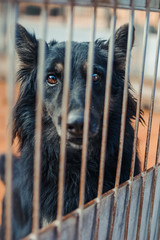 black dog behind a cage