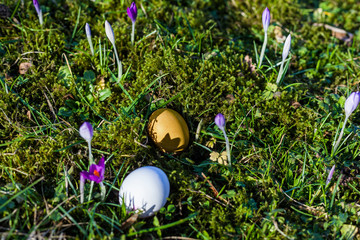 Easter eggs on green, mossy forest floor with first purple crocuses in the spring Easter. the first rays of sunshine in the year