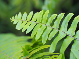 Closeup of Fern Leaf in Garden