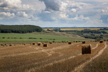 Fototapeta premium Round bales of straw in the field after harvesting, harvested for fattening pets.