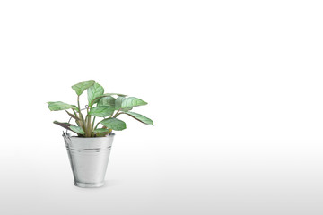 Gorgeous houseplant Maranta in a pot isolated on white background