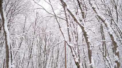 Winter covered trees with white snow