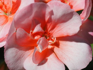 Macro of Light Pink Geranium Bloom
