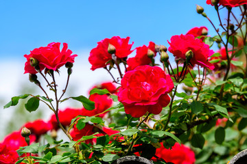 Bouquet of fresh delicate vivid red roses and blurred green leaves in a garden towards clear blue sky in a sunny summer day, beautiful outdoor floral background photographed with soft focus