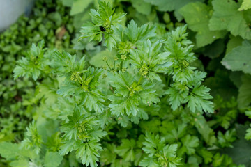 Fresh green organic celery leaves in a traditional vegetables garden in a summer day, beautiful outdoor green background photographed with soft focus