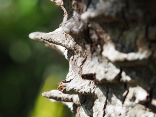 Abstract Macro of Palm Tree Bark