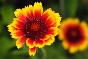 A Black-eyed Susan Rudbeckia hirta flower in the midst of a flower bed.