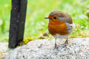Inquisitive Robin on a stone