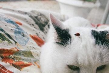 Cat funny animal or pet inside house or home. best human friend. Closeup Portrait.