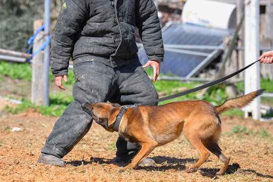 Training a dog's attack on a person in protective clothing